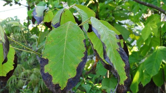 What to do when plant leaves turn black?